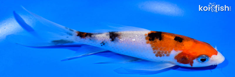 5.5" SANKE BUTTERFLY