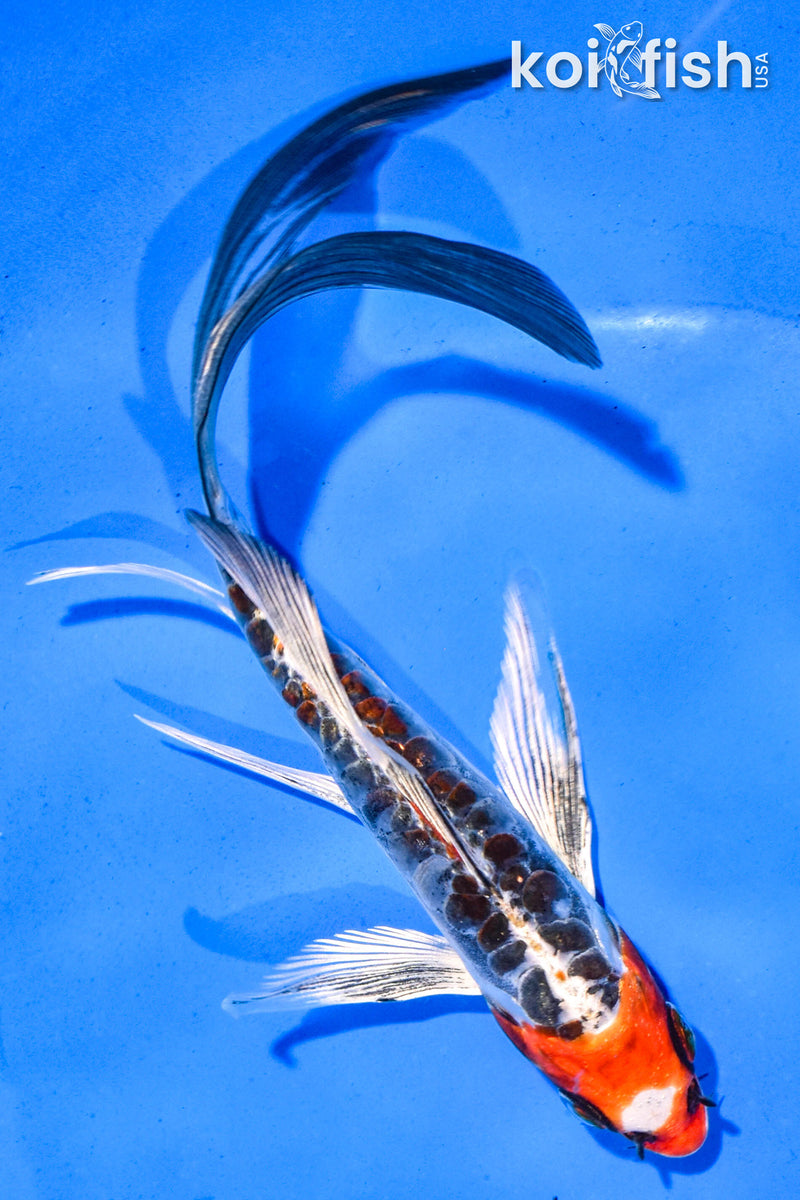 6" ARAGOKE BENI KIKOKURYU BUTTERFLY