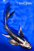 5.5" ARAGOKE KIKOKURYU BUTTERFLY