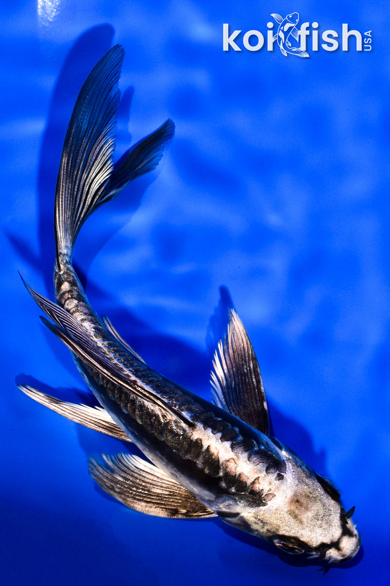 5.5" ARAGOKE KIKOKURYU BUTTERFLY