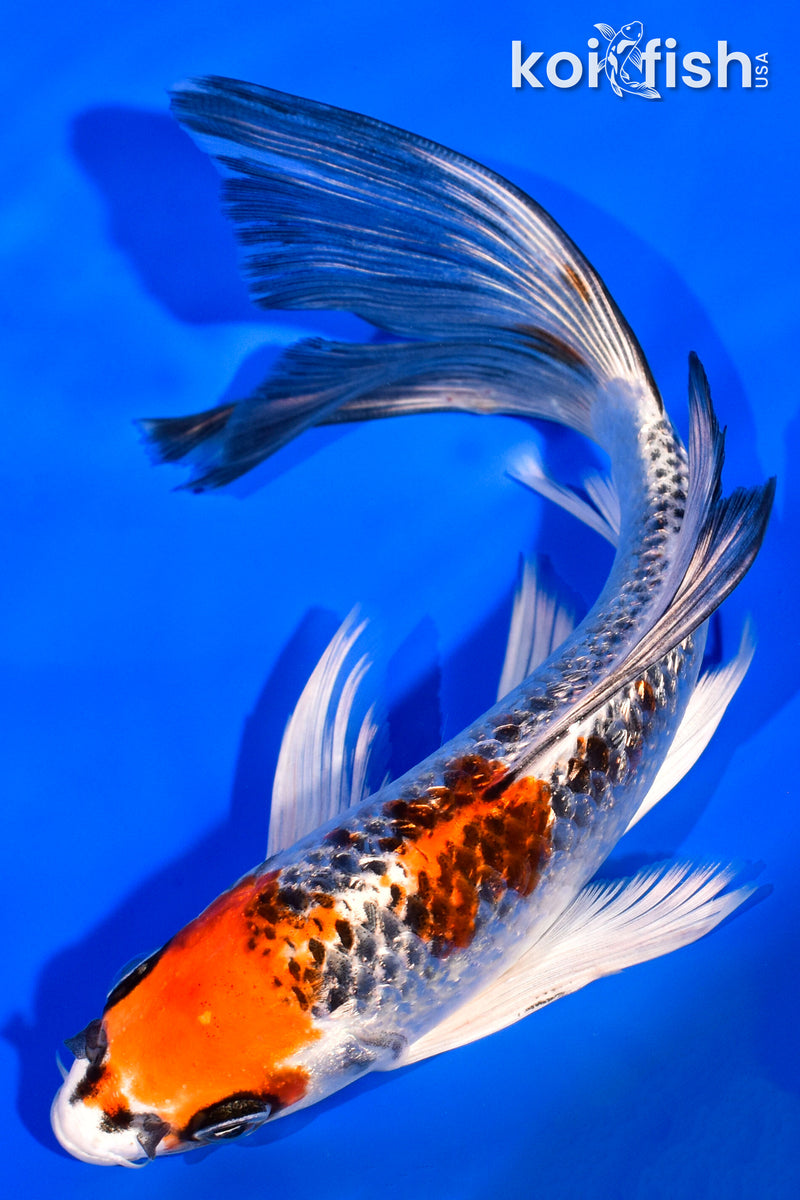 7" GINRIN KUJAKU BUTTERFLY