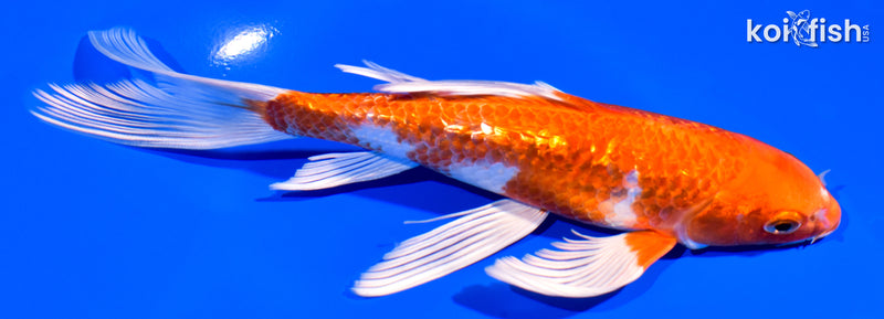 7.25" GINRIN HARIWAKE BUTTERFLY