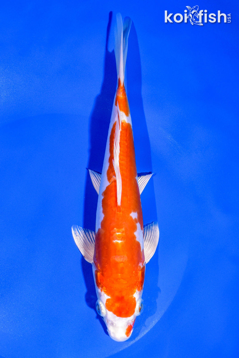 8.25" KIKUSUI