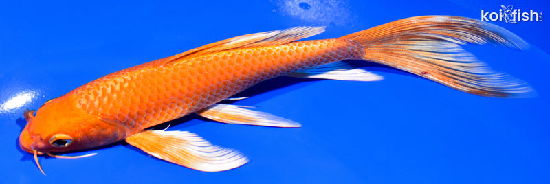 8" ORENJI OGON BUTTERFLY