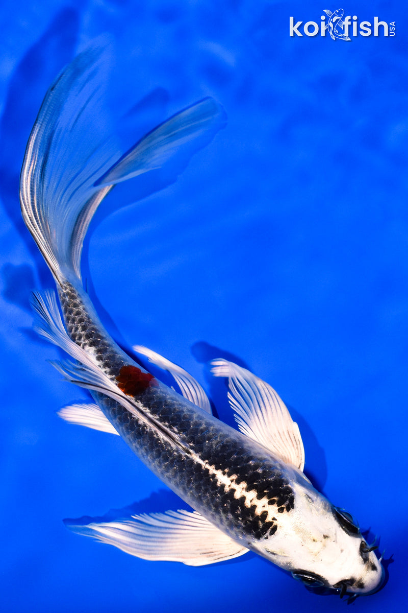 7.75" BENI GINGA BUTTERFLY