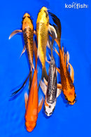 PACK OF (5) 5-6" BUTTERFLY KOI
