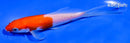 5.25" KOHAKU BUTTERFLY