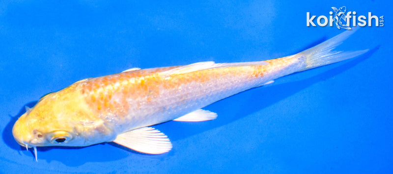 5" HARIWAKE