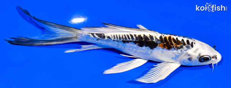 6.75" BENI KIKOKURYU BUTTERFLY