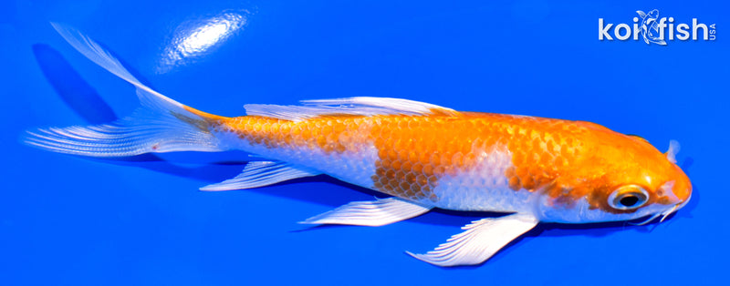 5.25" HARIWAKE BUTTERFLY