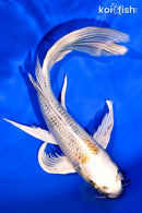 7.75" KUJAKU BUTTERFLY