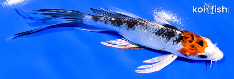 5.5" YAMATO NISHIKI BUTTERFLY