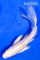 5.75" PLATINUM OGON BUTTERFLY