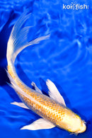 7.75" GINRIN LEMON HARIWAKE BUTTERFLY