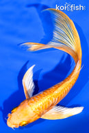 6.25" ARAGOKE YAMABUKI OGON BUTTERFLY