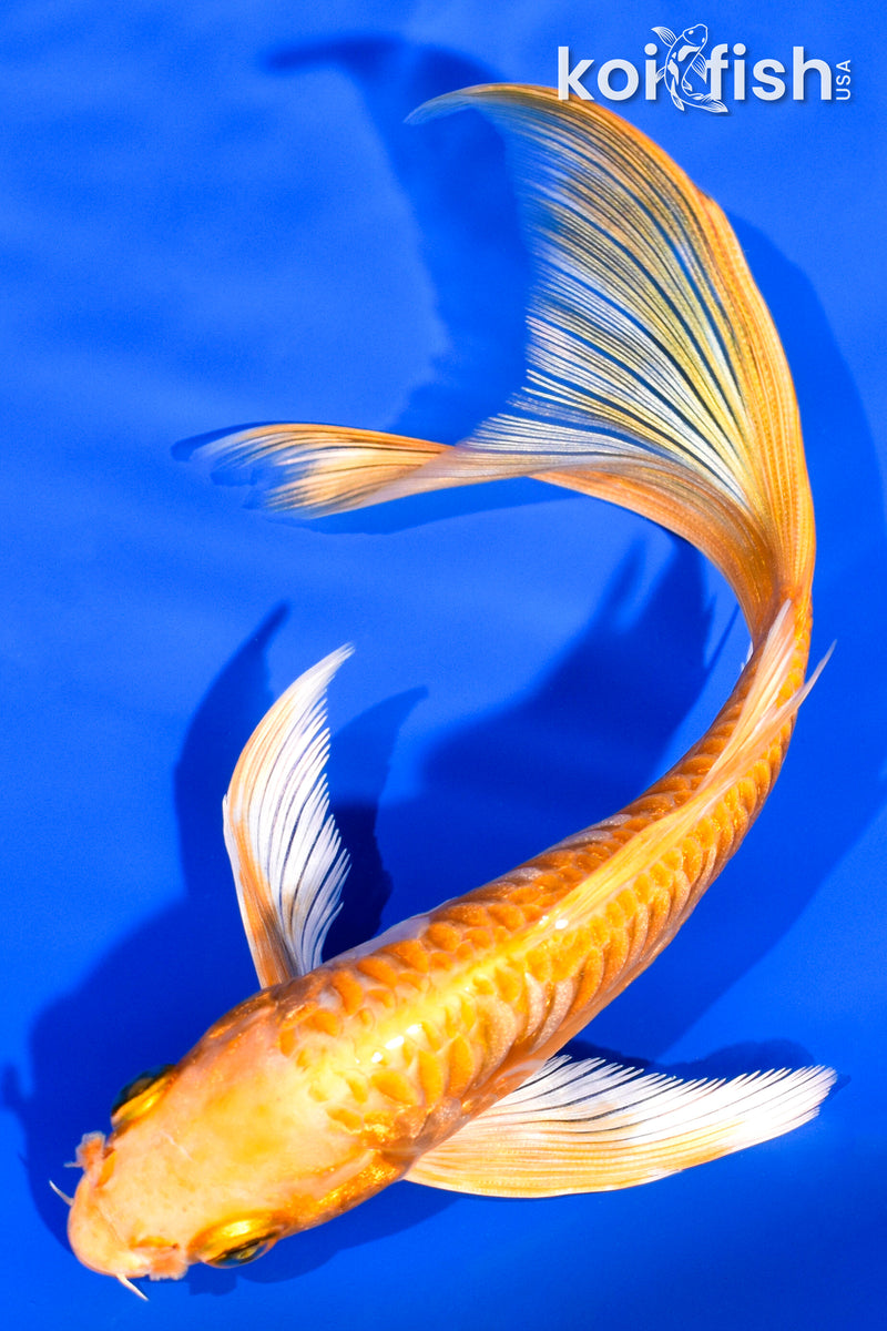 6.25" ARAGOKE YAMABUKI OGON BUTTERFLY