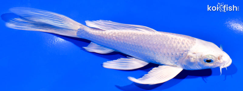 5.75" PLATINUM OGON BUTTERFLY