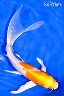 8.25" HARIWAKE BUTTERFLY