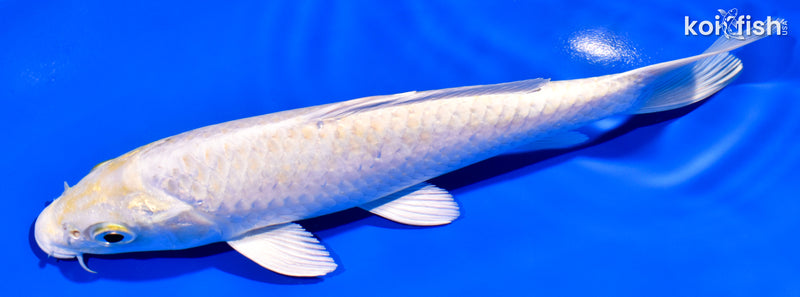 7" LEMON HARIWAKE