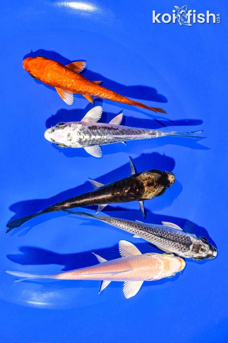 PACK OF (5) 3-4" STANDARD KOI