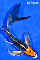 8.25" BENI KIKOKURYU BUTTERFLY