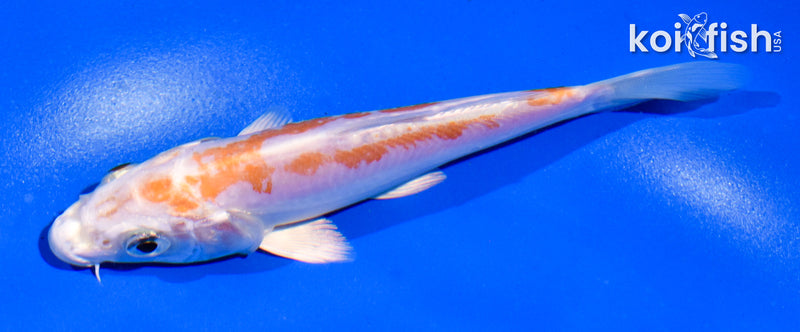 5" KIKUSUI