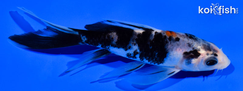 4.5" SANKE BUTTERFLY