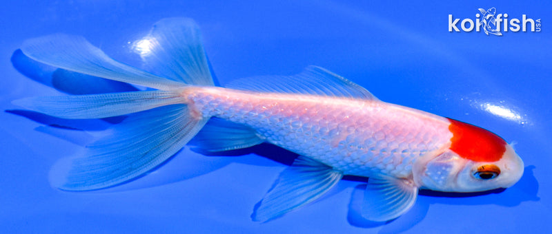 5" TANCHO WAKIN GOLDFISH