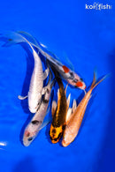 PACK OF (5) 5-6" BUTTERFLY KOI