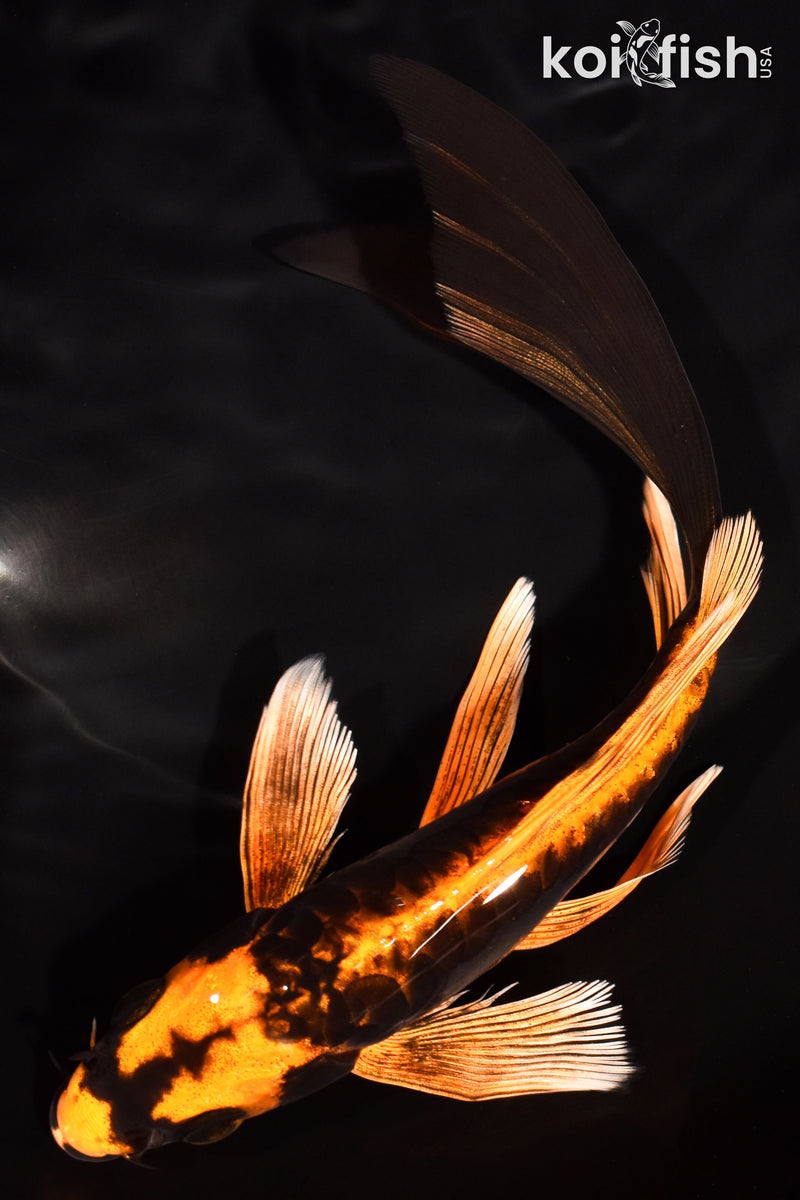 7.75" ARAGOKE BENI KIKOKURYU BUTTERFLY