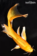 7.25" ORENJI MATSUBA BUTTERFLY