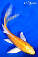 5.75" YAMABUKI OGON BUTTERFLY