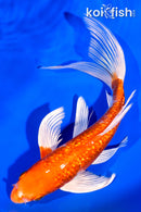 7.25" GINRIN HARIWAKE BUTTERFLY