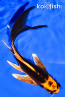 5.25" ORENJI MATSUBA BUTTERFLY