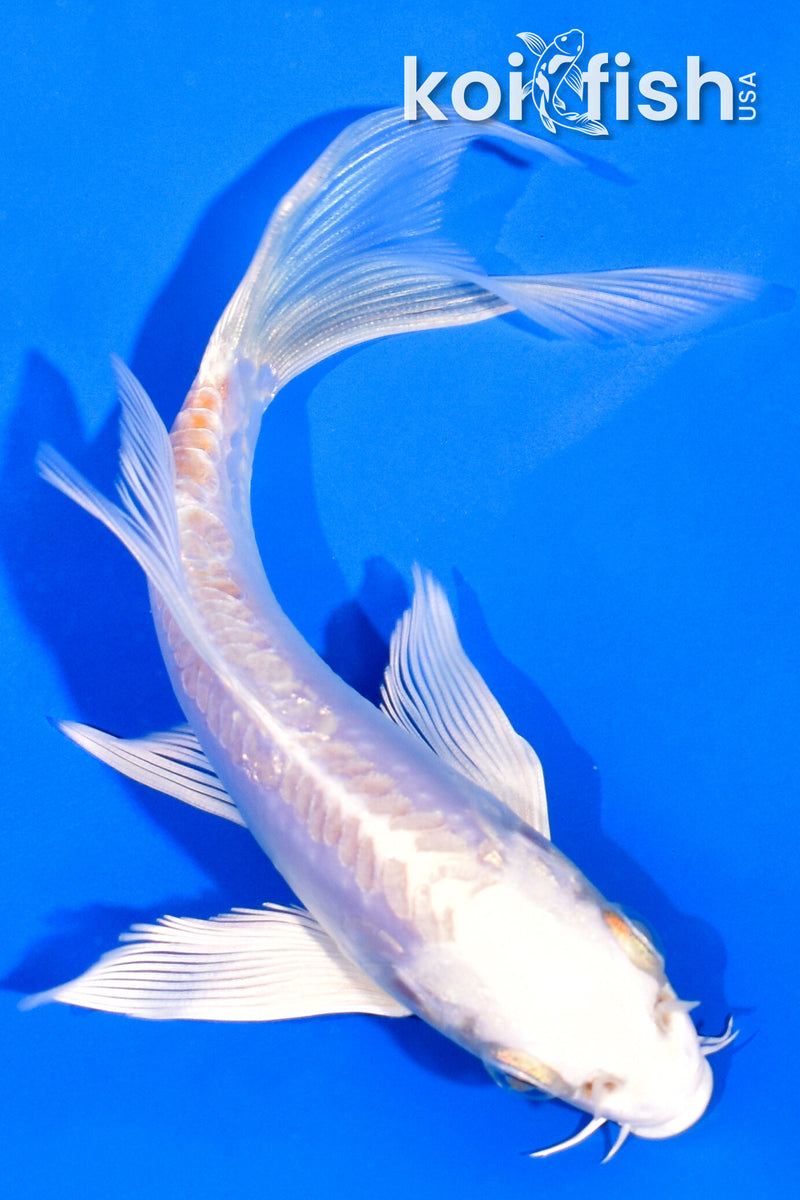 5.25" DOITSU PLATINUM OGON BUTTERFLY