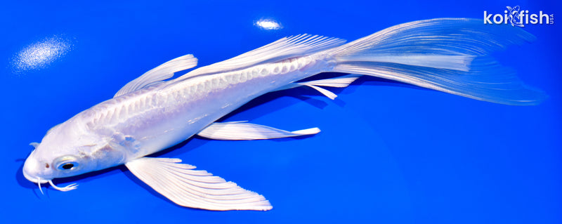 8.25" DOITSU PLATINUM OGON BUTTERFLY