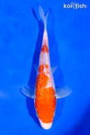 6.75" GINRIN KOHAKU