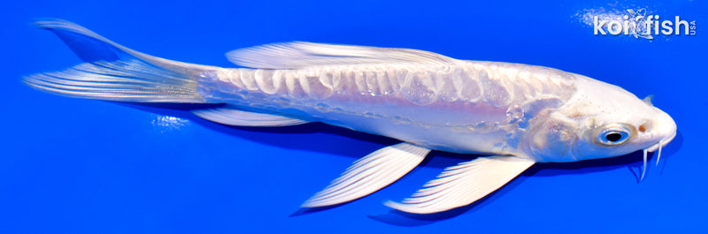 5.75" ARAGOKE PLATINUM OGON BUTTERFLY