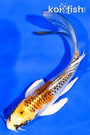 5.25" KUJAKU BUTTERFLY