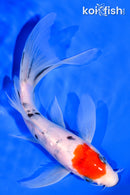 6.5" SANKE BUTTERFLY