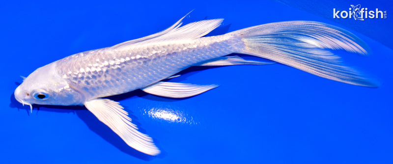 6" GINRIN PLATINUM OGON BUTTERFLY