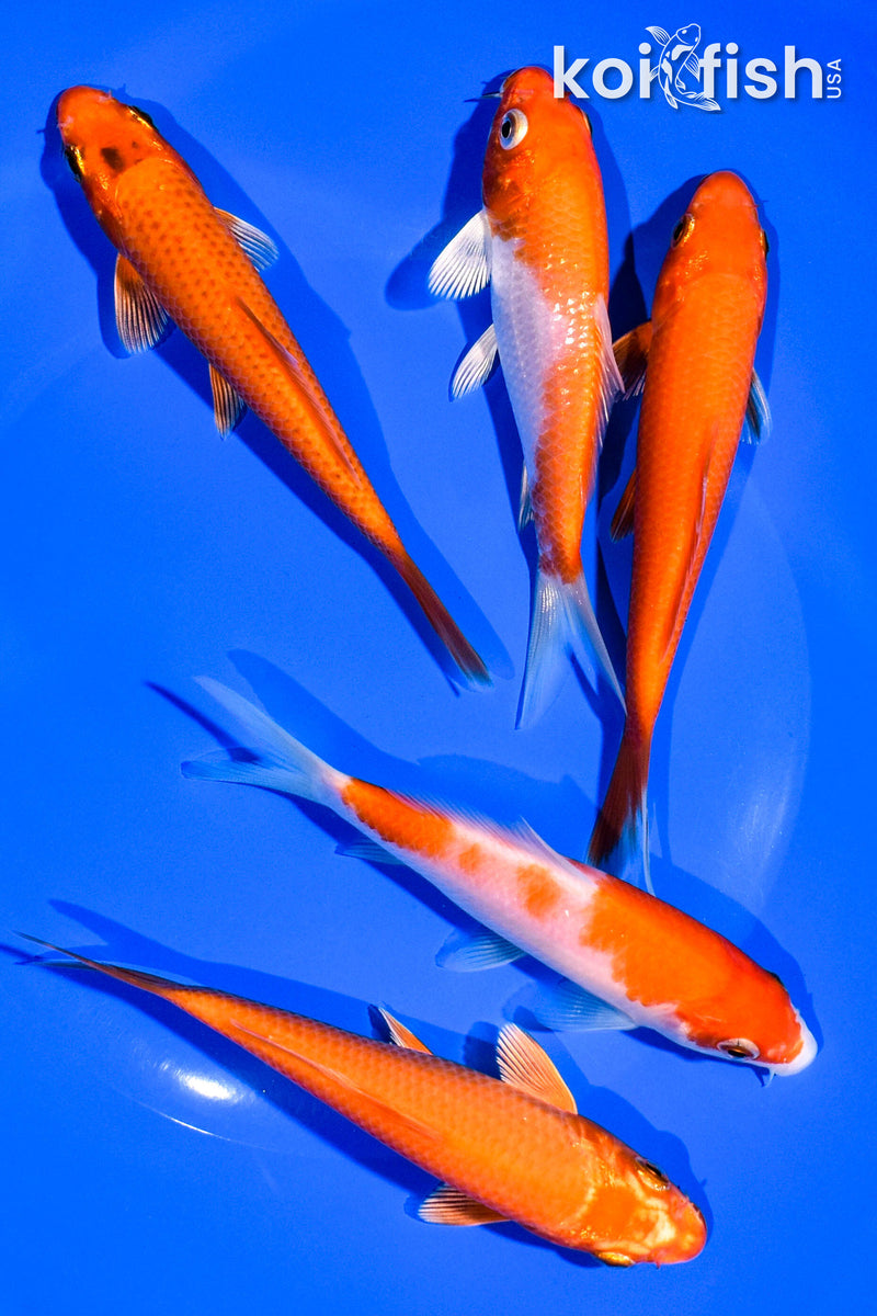 PACK OF (5) 4-5" STANDARD KOI