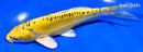 6.5" "YELLOW DRAGON" DOITSU KI MATSUBA
