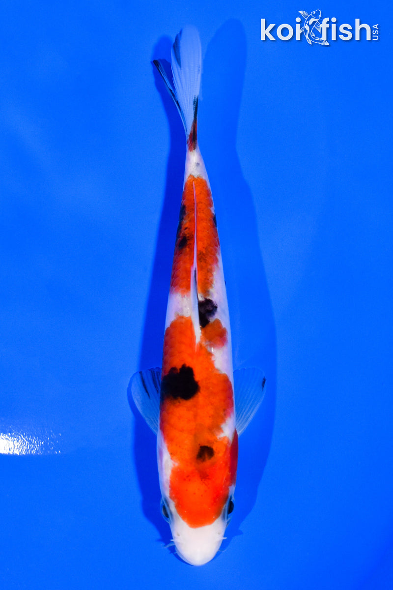 5" SANKE