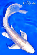 6.75" GINRIN PLATINUM OGON BUTTERFLY