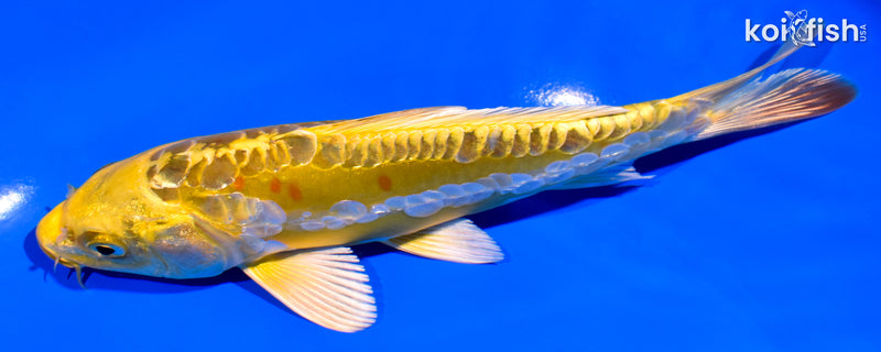 6.5" DOITSU KI MATSUBA