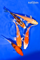 PACK OF (5) 3-4.5" STANDARD KOI