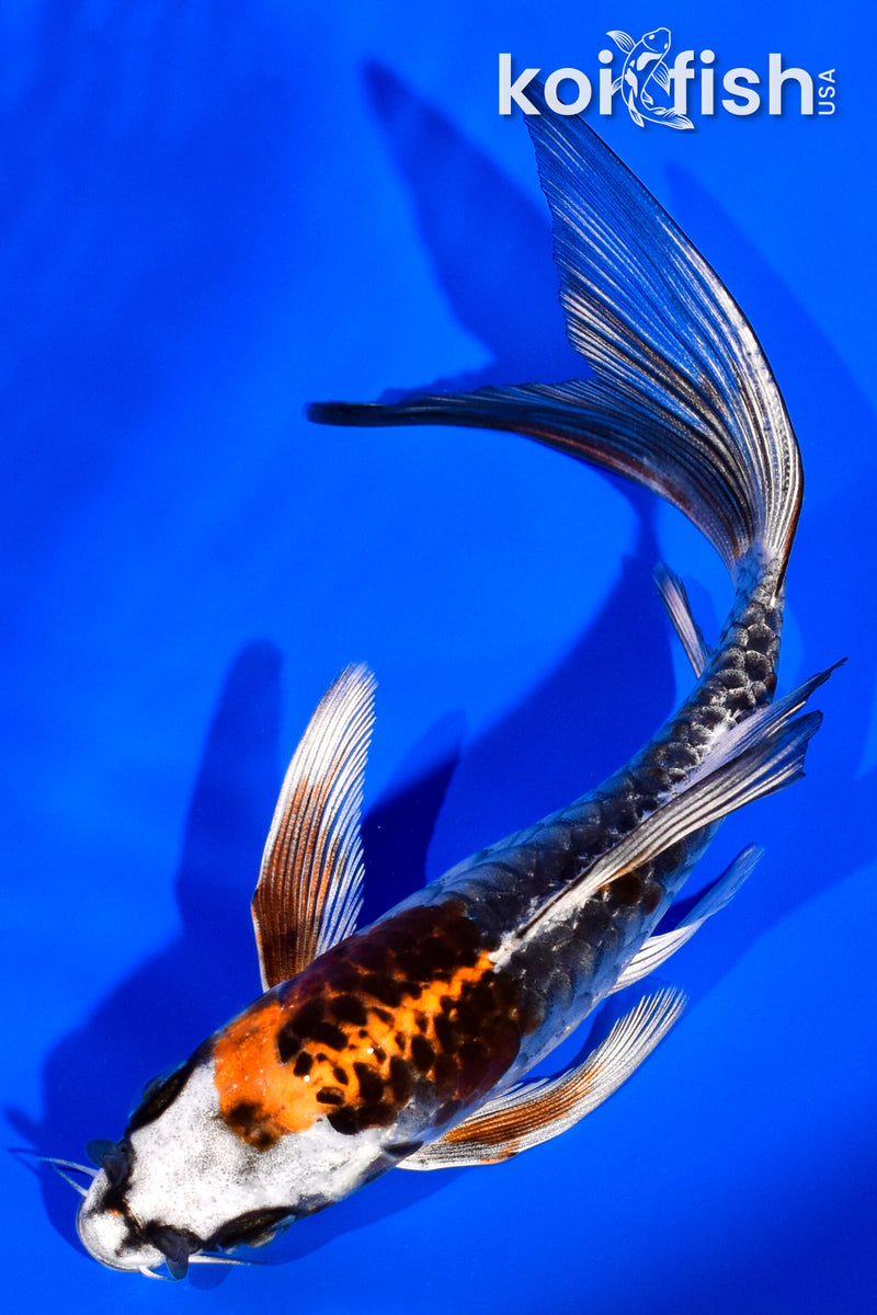 5.25" ARMOR SCALED DOITSU BENI KIKOKURYU BUTTERFLY