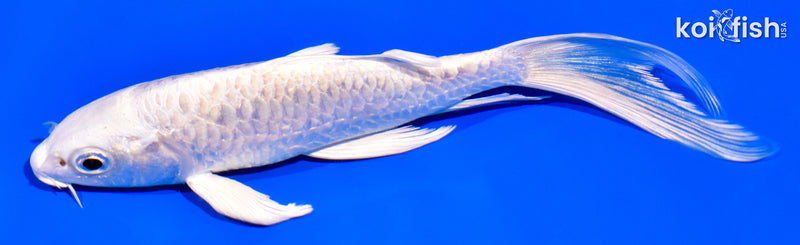 5.5" PLATINUM OGON BUTTERFLY