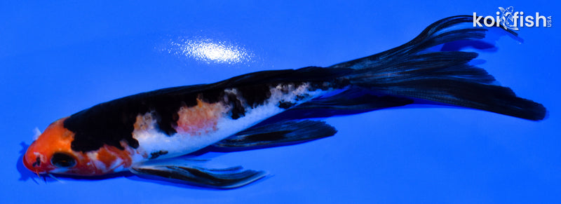 5.75" SANKE BUTTERFLY